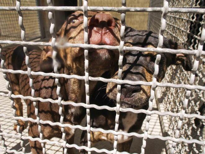 Cani senza cibo e acqua, denunciato il proprietario 