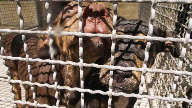 Cani senza cibo e acqua, denunciato il proprietario