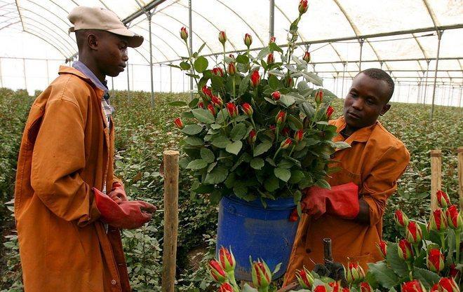 Rinnovato il contratto degli operai agricoli 