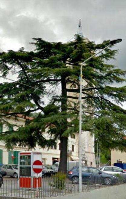 Cedro pericolante nella piazza di Capezzano Pianore