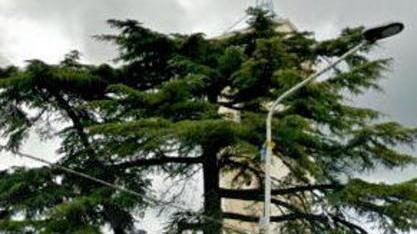 Cedro pericolante nella piazza di Capezzano Pianore