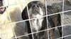 Aggredito dal cane di settanta chili. Rischia il braccio