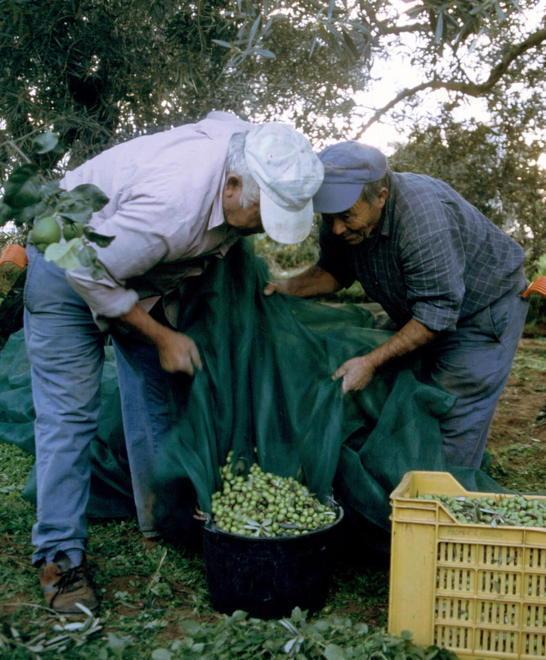 Olio e giochi alla fattoria San Giorgio