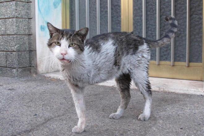 Morto il gatto adottato da una strada del centro 