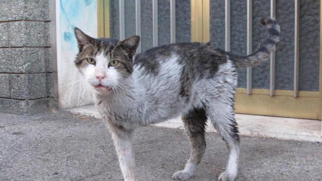 Morto il gatto adottato da una strada del centro
