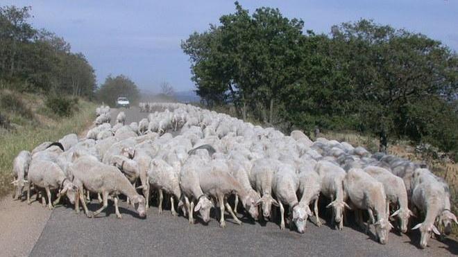 Famiglia ostaggio di un gregge di pecore 