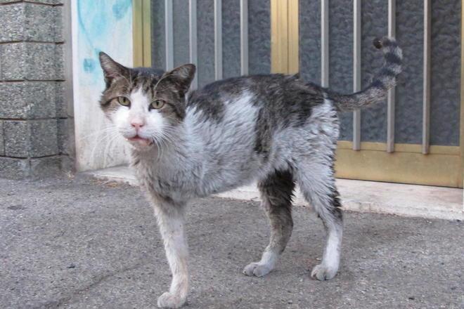 Addio a “Micione” il gatto adottato da via XX Settembre 