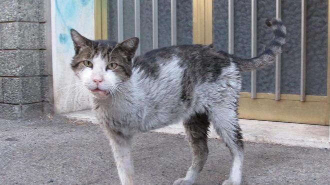 Addio a “Micione” il gatto adottato da via XX Settembre