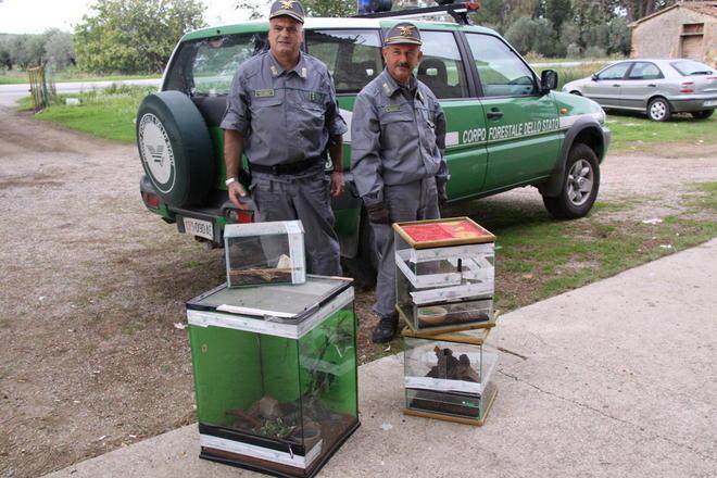 Animali pericolosi in casa, piombinese denunciato 