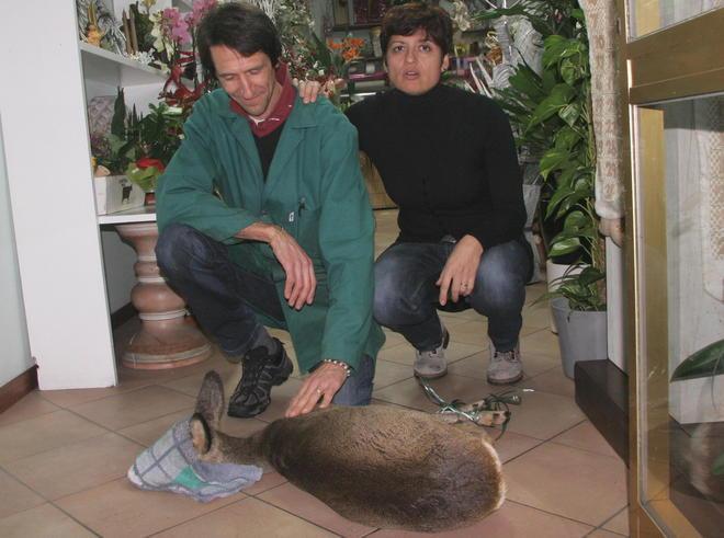 Capriolo gira per Coiano e irrompe dal fioraio 