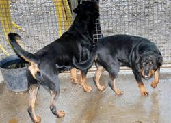 Assaliti da quattro rottweiler: grave il padre, ferito il figlio. La moglie riesce a uccidere uno degli animali 