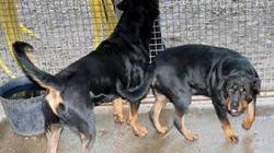 Assaliti da quattro rottweiler: grave il padre, ferito il figlio. La moglie riesce a uccidere uno degli animali