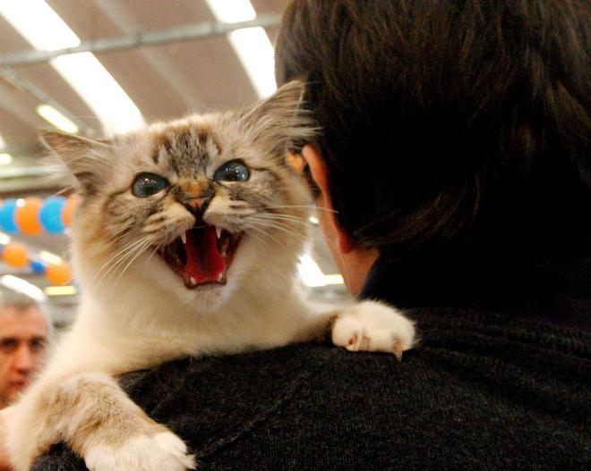 Per difendere il suo gatto colpisce in testa la padrone del cane 