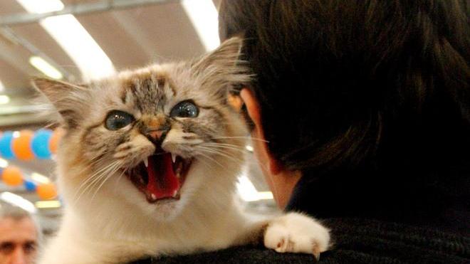Per difendere il suo gatto colpisce in testa la padrone del cane