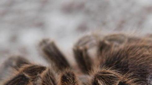 Animali pericolosi in casa, sequestri e una denuncia
