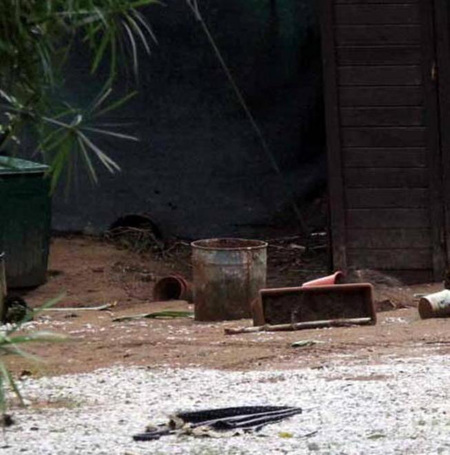 «Quei rottweiler facevano paura a tutti: è stata una tragedia annunciata» 