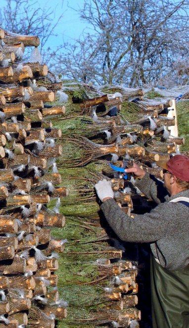 Cento alberi di Natale spariti da un vivaio nella notte