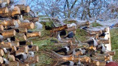 Cento alberi di Natale spariti da un vivaio nella notte
