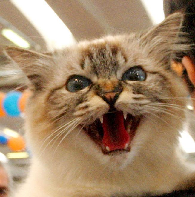 Colpisce con la scopa la padrona del cane che abbaia al suo gatto