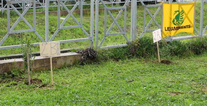 Alberi e arbusti piantati alle scuole del Perticale