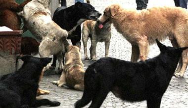 La carica dei 250 per la realizzazione dell’area per i cani 
