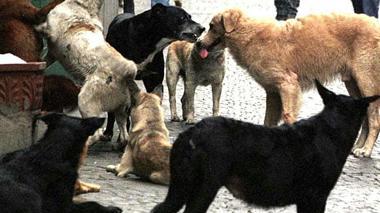 La carica dei 250 per la realizzazione dell’area per i cani
