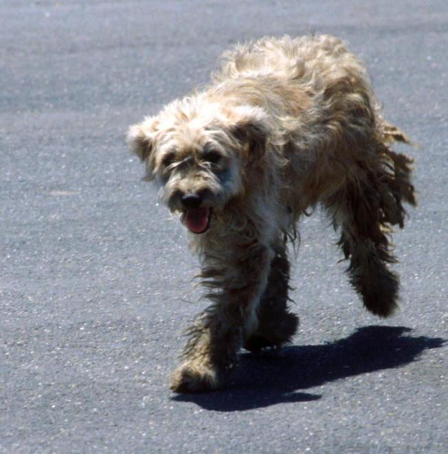 Anziano cade di bici assalito da un cane e fa causa al Comune 