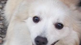 Tre cani abbandonati in 7 giorni
