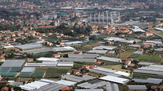 Stop alle esportazioni dei frassini