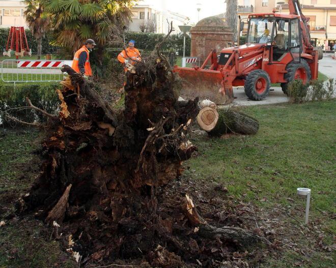 Cade un albero nel parco dove giocano i bambini 