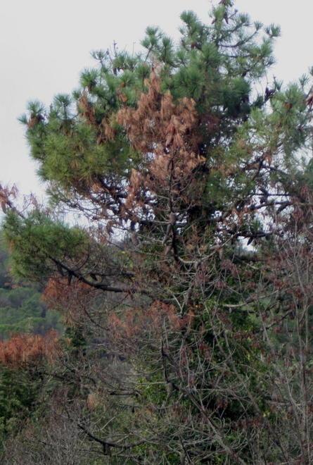 Un parassita secca migliaia di pini sui colli di Rosignano 