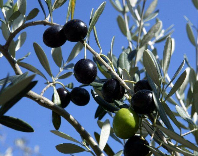 Settimana del gusto, arriva “C’è olio e olio” 