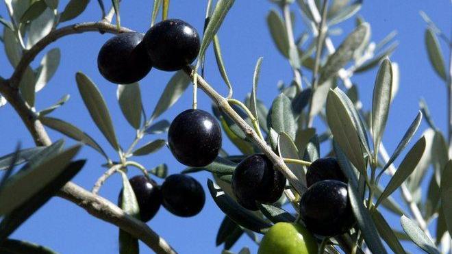 Settimana del gusto, arriva “C’è olio e olio”