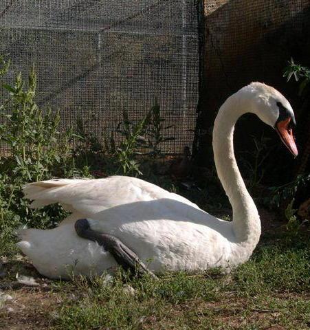 Cigno reale ghiotto soccorso al Crasm dopo l’indigestione