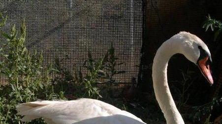 Cigno reale ghiotto soccorso al Crasm dopo l’indigestione