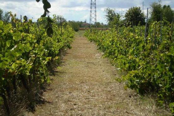 Asciano, ottimo vino nato dal vigneto in stato d’abbandono 