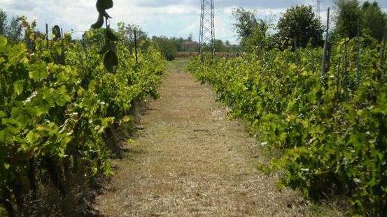 Asciano, ottimo vino nato dal vigneto in stato d’abbandono