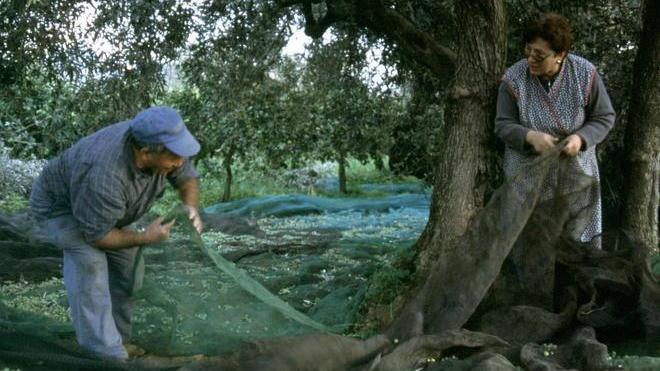 Frantoi aperti senza sosta Produzione super di olio