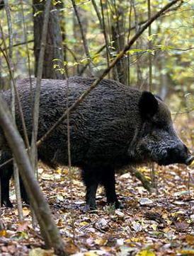 Cinghiale, passione nata negli anni ’60