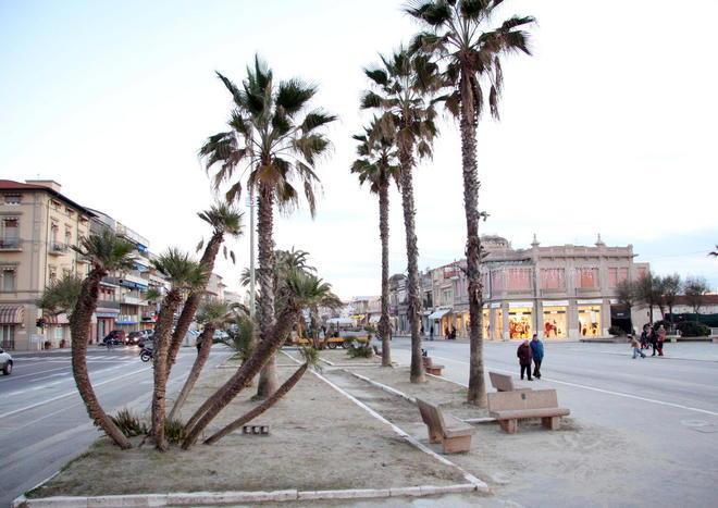 Punteruolo, a rischio tutte le palme della Passeggiata 