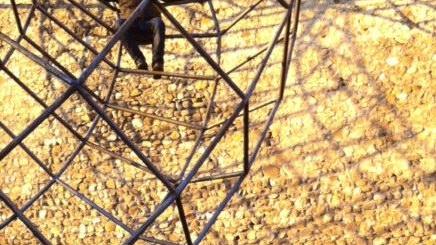 Si arrampica sul monumento di via Pomeria