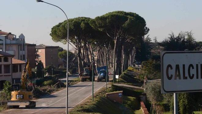 I pini che dividono, negozianti arrabbiati ma la gente... plaude