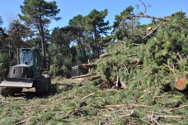 Diecimila alberi piantati al posto dei pini malati 