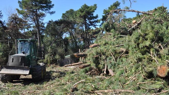 Diecimila alberi piantati al posto dei pini malati