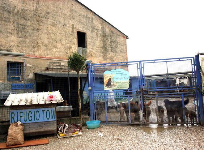Rifugio Tom, mancano coperte e soldi per i cani 