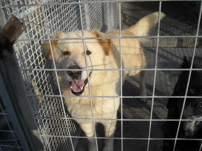 Appello del canile per adottare gli animali 