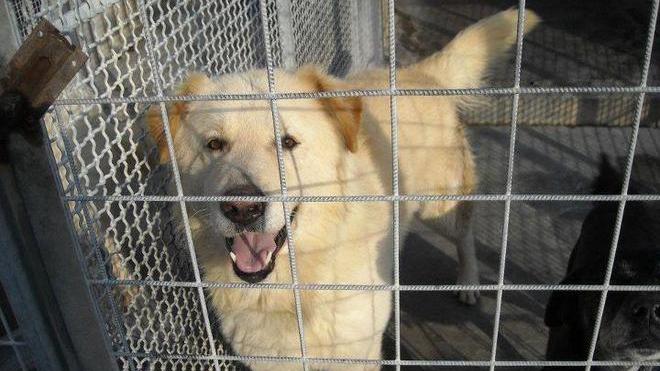 Appello del canile per adottare gli animali