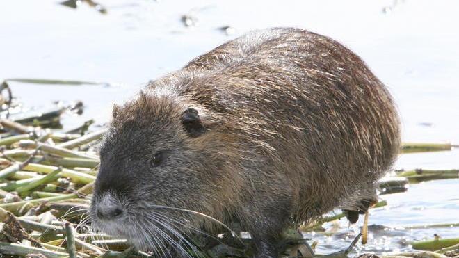 Provincia: via libera alla caccia alle nutrie