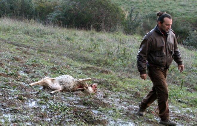I lupi hanno fatto strage nel gregge 