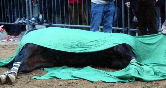 Cavallo agonizzante sulla Provinciale 